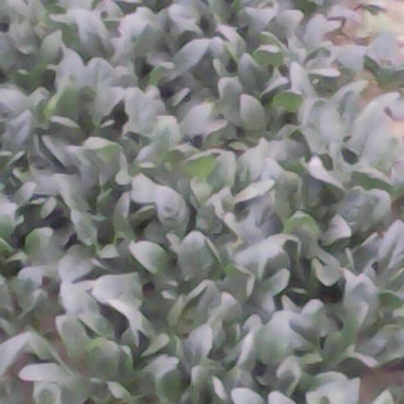 黑叶菠菜15~20厘米