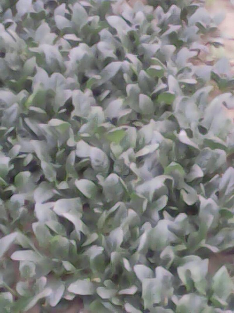 黑叶菠菜15~20厘米
