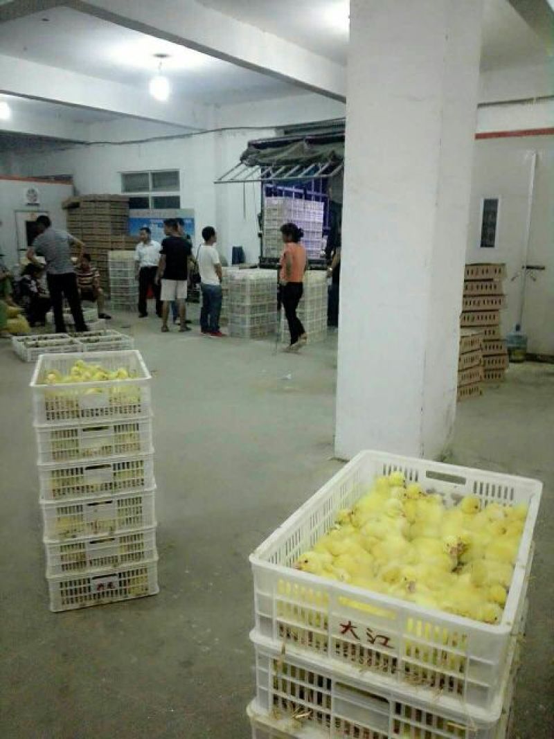 鹅苗250g以下