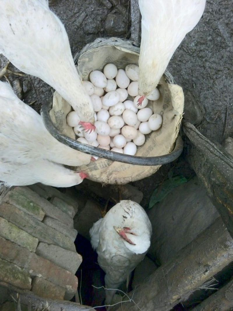 土鸡蛋食用50g以下