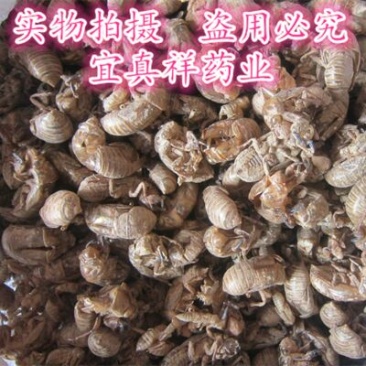 蝉蜕水洗