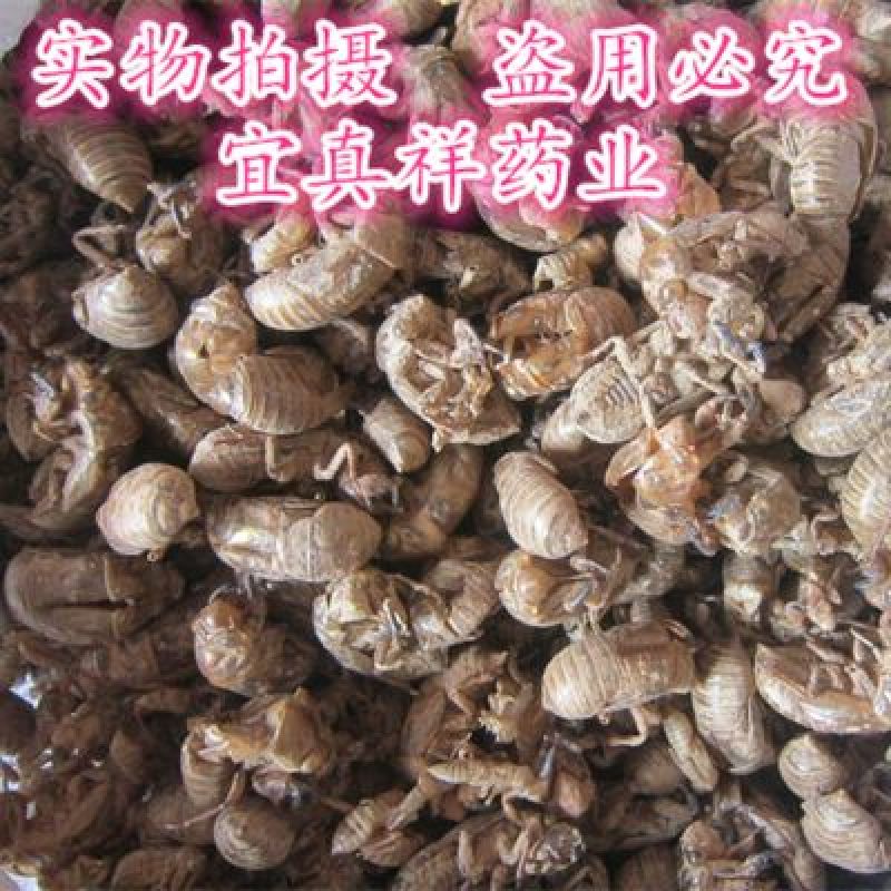 蝉蜕水洗
