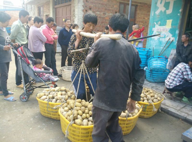 新土豆兴佳2号黄皮黄心专业代办产地直供