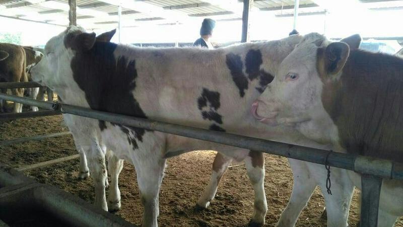 西门塔尔牛犊200~300kg