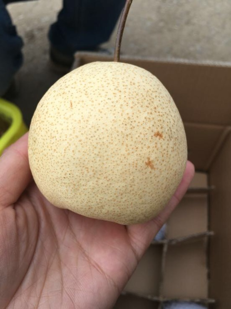 雪梨