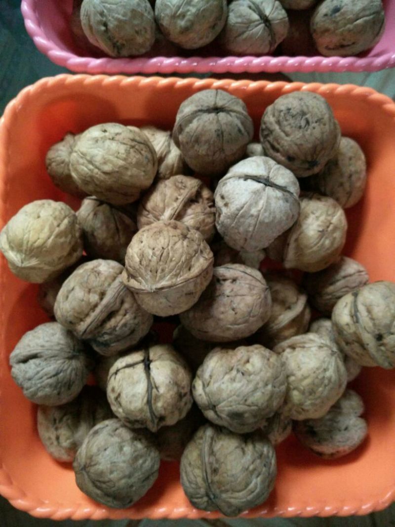 山核桃去皮干