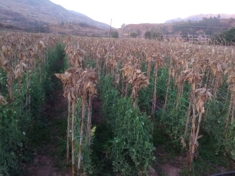 长寿仁甜脆豌豆云南丽江大青豌豆单花单荚