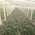 河南菠菜，大叶菠菜20~28大量有货，万亩基地诚信代办
