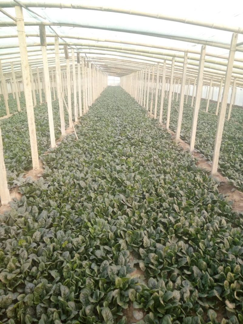 河南菠菜，大叶菠菜20~28大量有货，万亩基地诚信代办