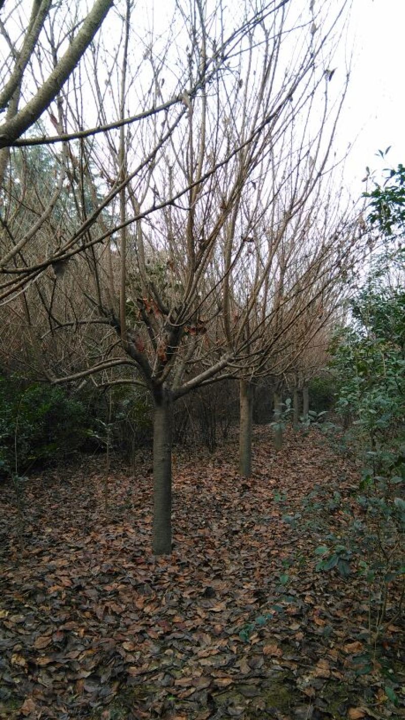 樱花树