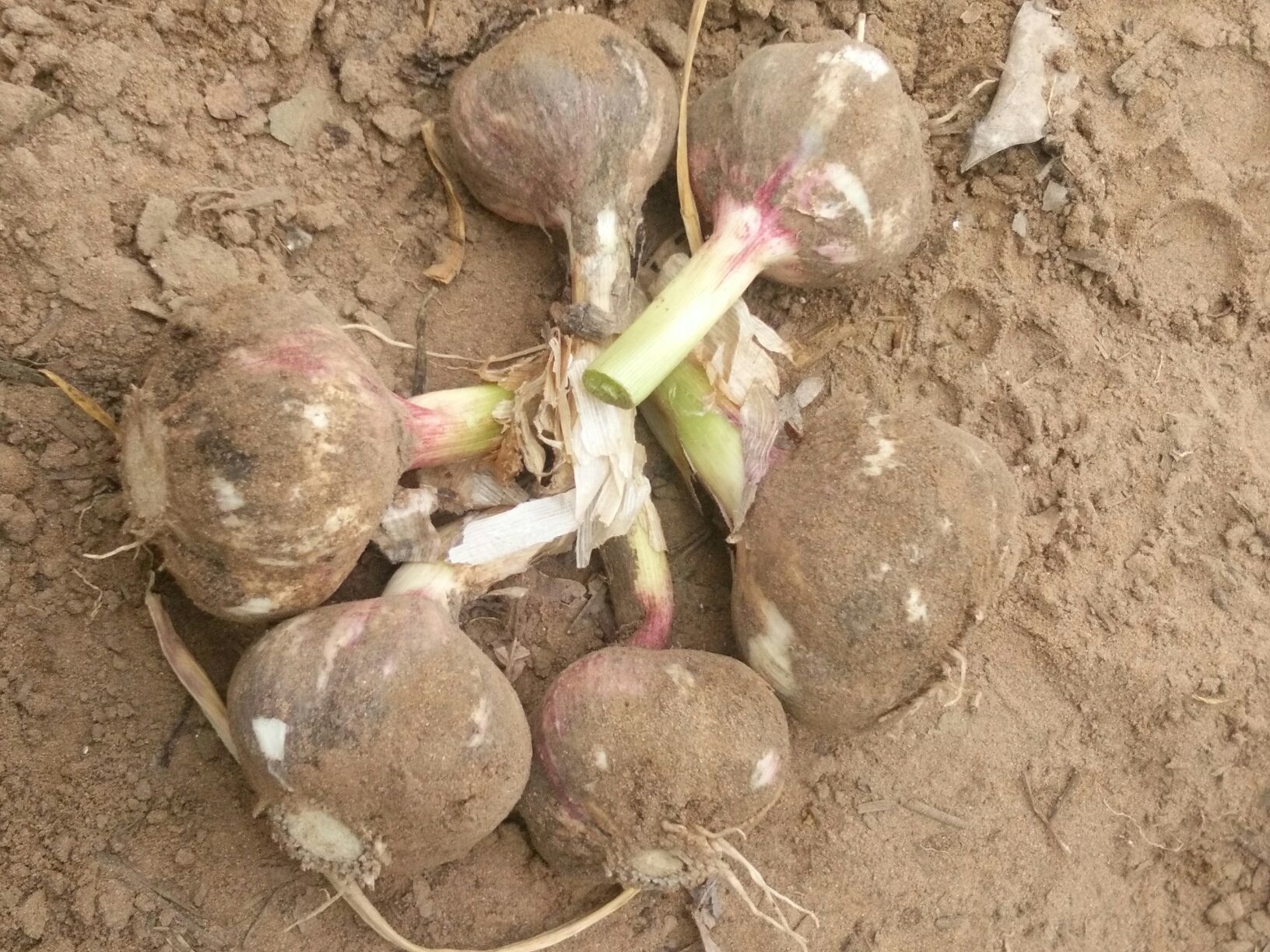 大蒜河南郑州市中牟县_批发_供应-一亩田农业