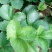 草莓苗10~20cm