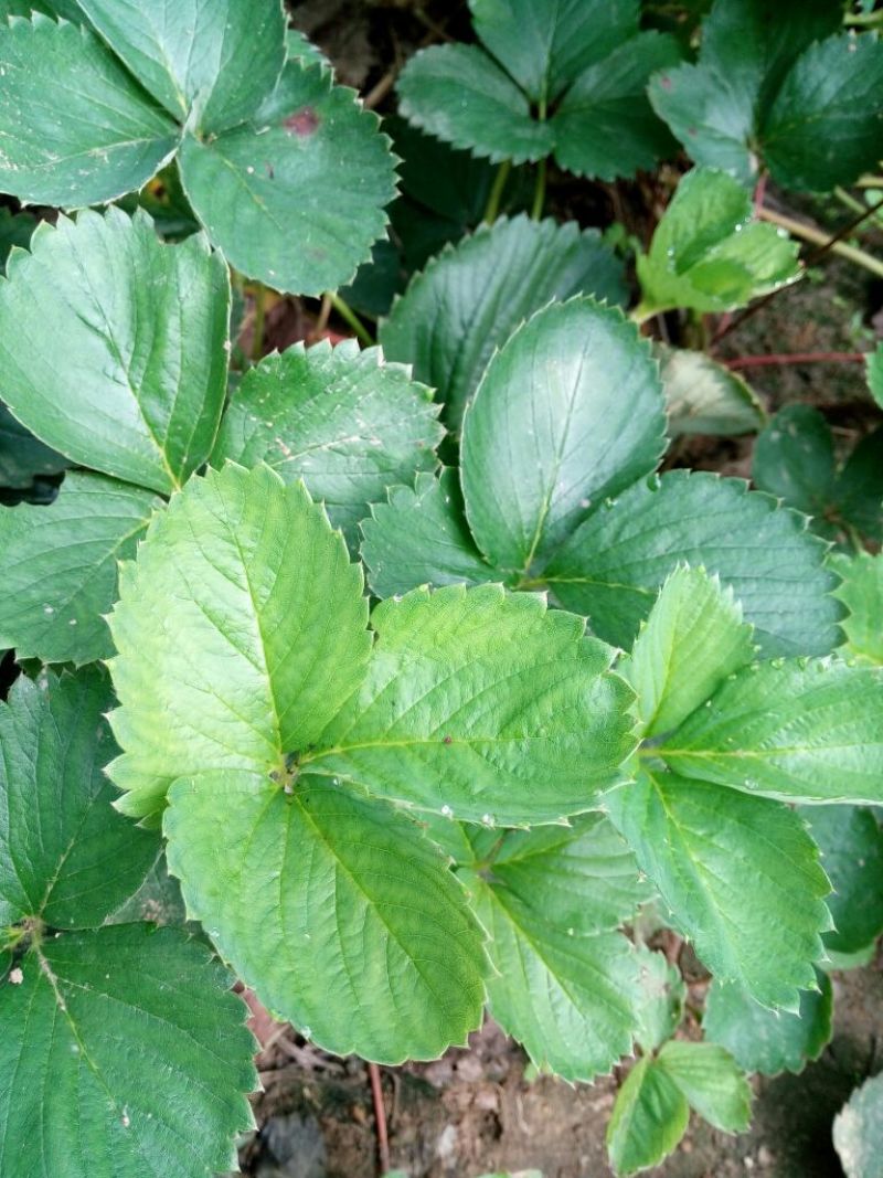 草莓苗10~20cm
