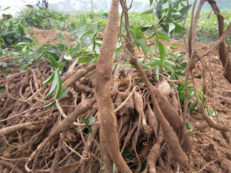 牛大力种苗15cm以下