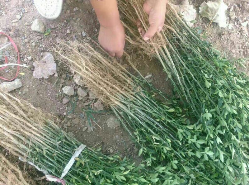 枳壳苗