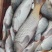 河鲤鱼3公斤以上食用