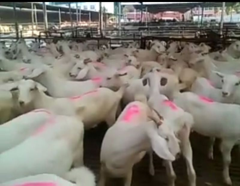 山羊肉羊