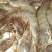 青虾食用16~20只/kg