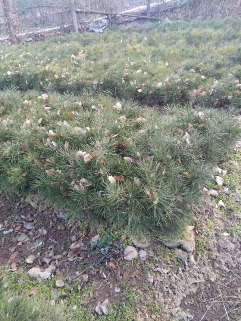 白松树苗80~100cm