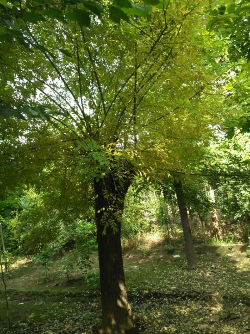 垂柳16~18cm12~14cm3.5~4米