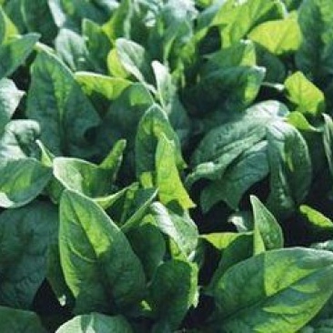 小叶菠菜15~20厘米