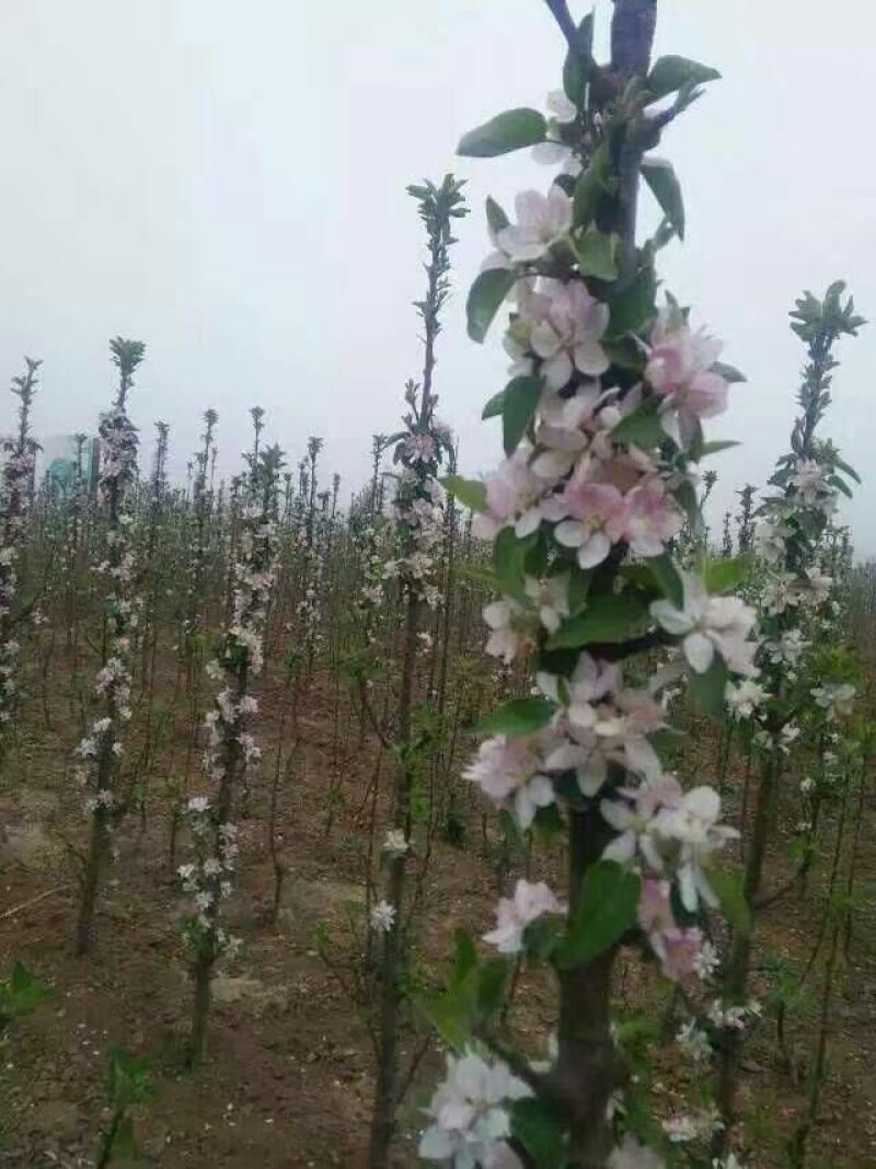 润太1号苹果苗80cm以上