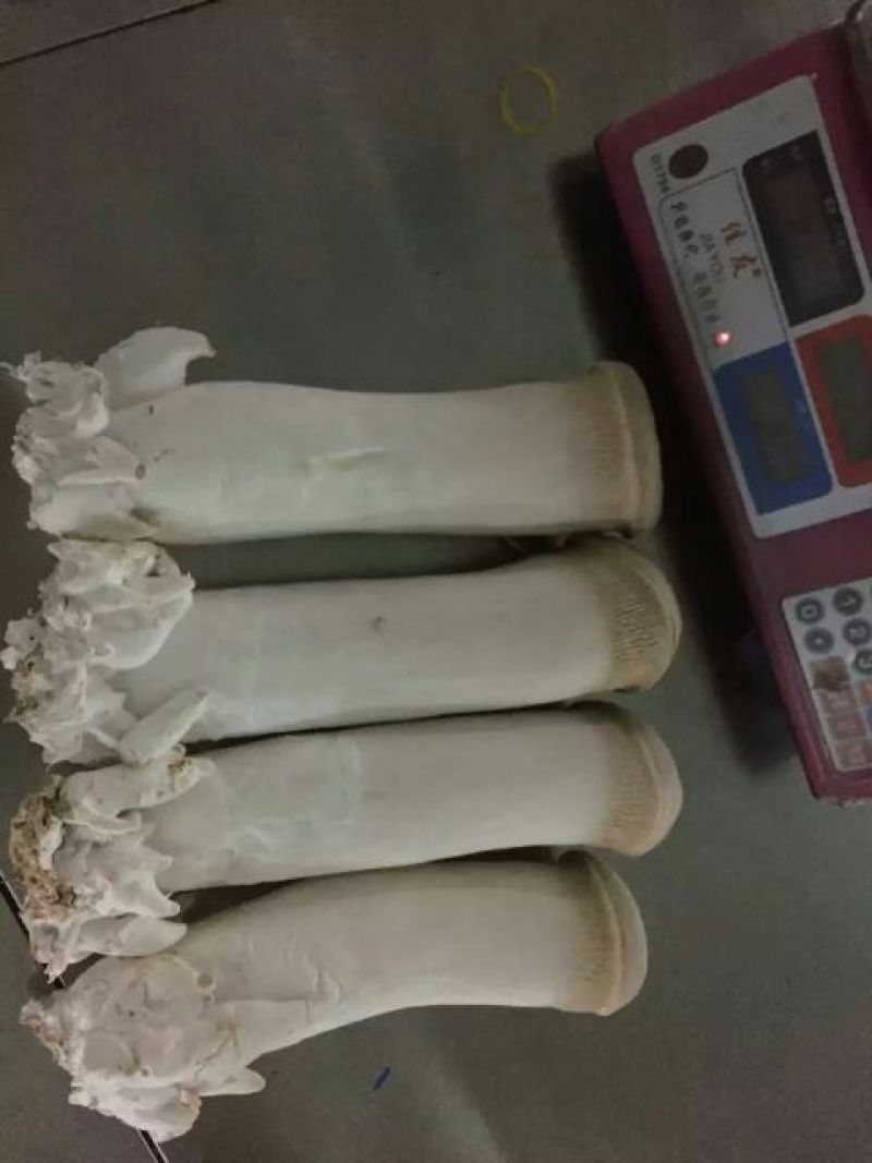 杏鲍菇特级
