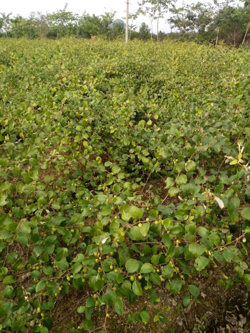 青枣苗正宗嫁接青枣苗，台南枣蜜思枣苹果枣苗