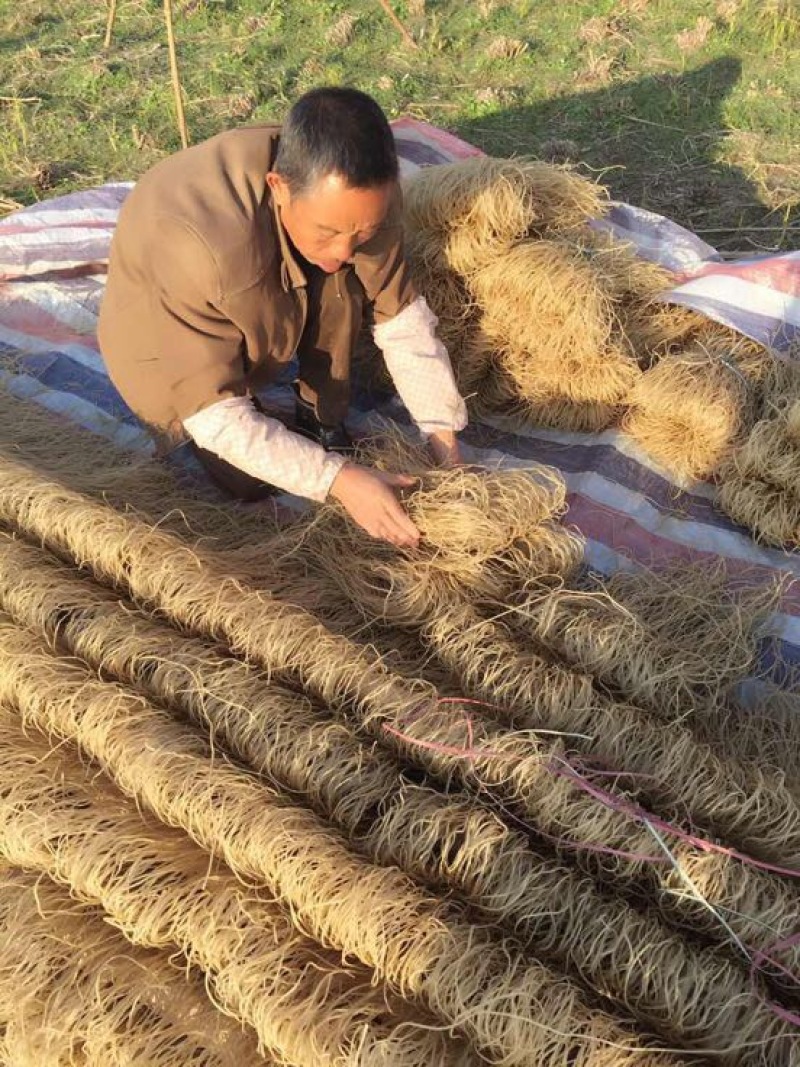 红薯粉丝