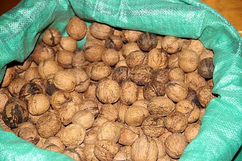 野生核桃去皮干