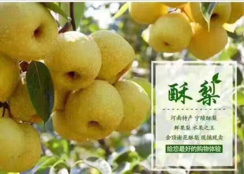 贡梨
