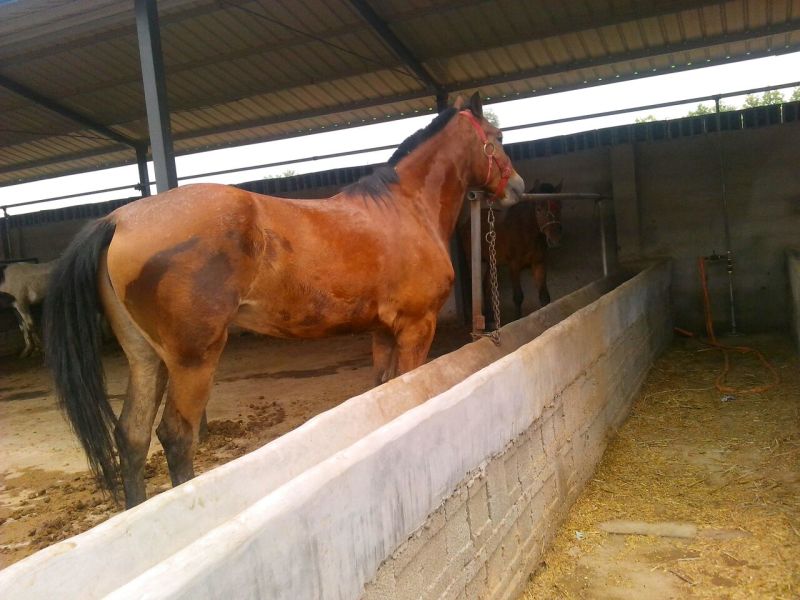 肉马300~400kg