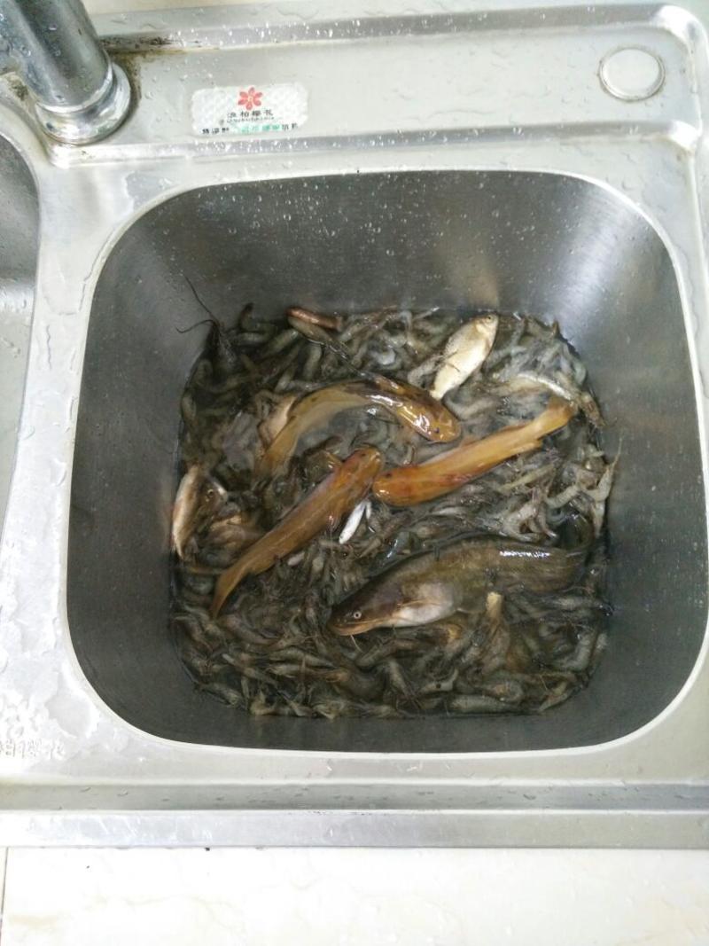 河虾干河虾26~30只/kg