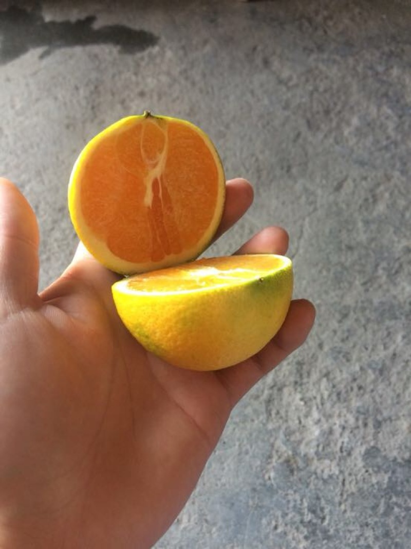 九月红脐橙果冻橙基地直供，支持视频验货，打款发货