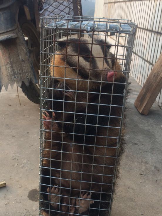 獾子养殖舍设计图