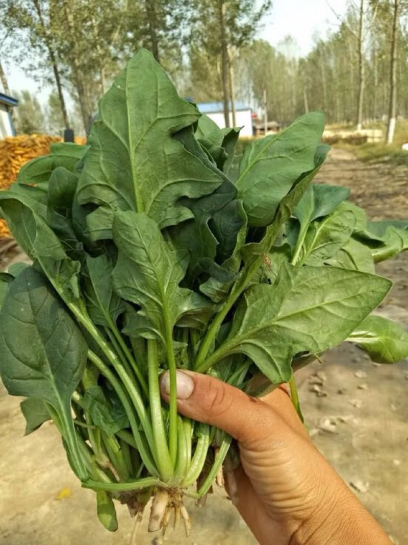 菠菜