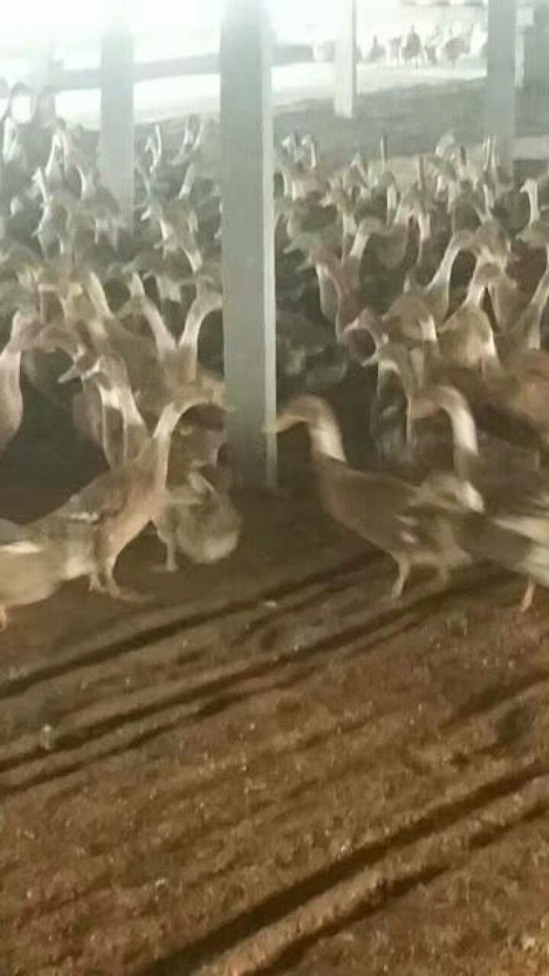 南阳孵化场黑金腚鸭苗统货