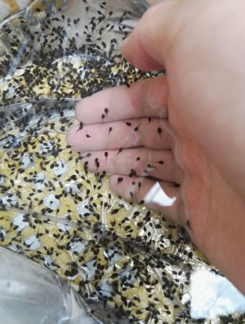 牛蛙蝌蚪