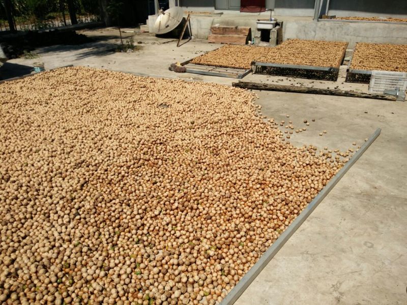 绵核桃30mm以上去皮