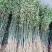 枸橘树51~80cm