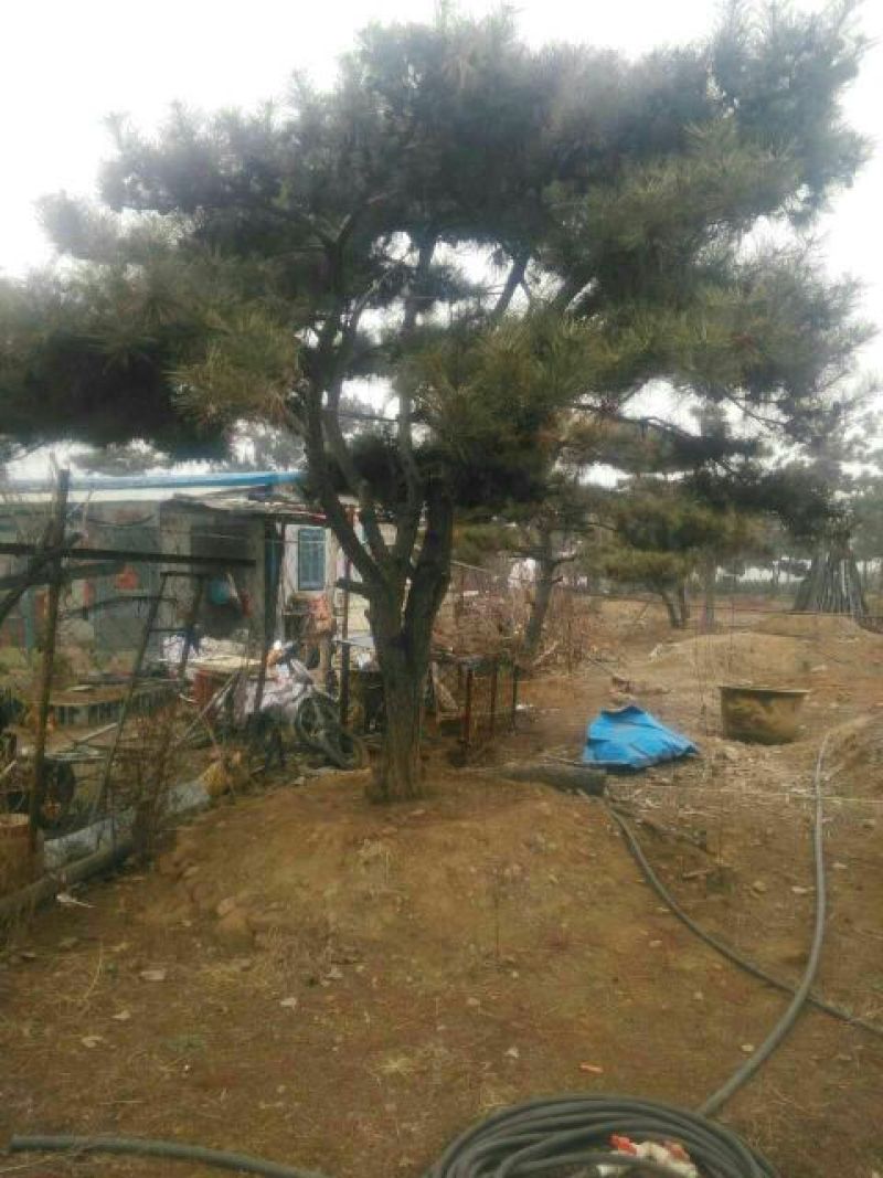 造型松8公分泰山松树泰山迎客松价格15厘米粗度景松出售