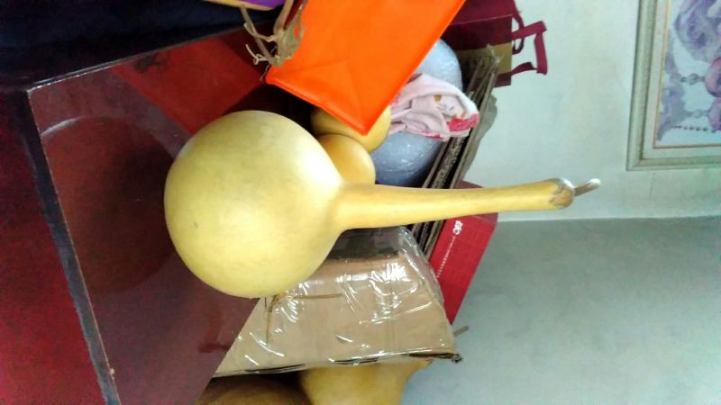 长嘴亚腰葫芦35~45cm