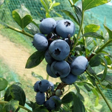 蓝莓8~10mm以上