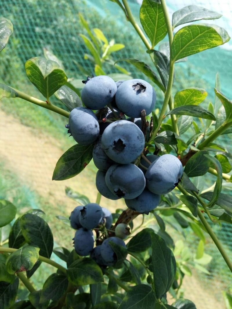 蓝莓8~10mm以上