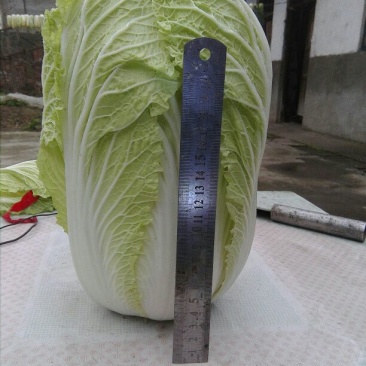 大白菜