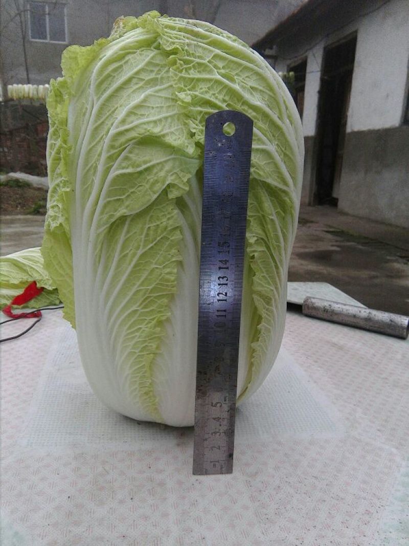 大白菜