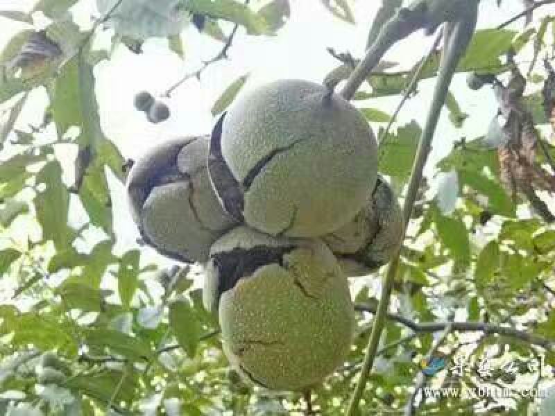 野生核桃青皮