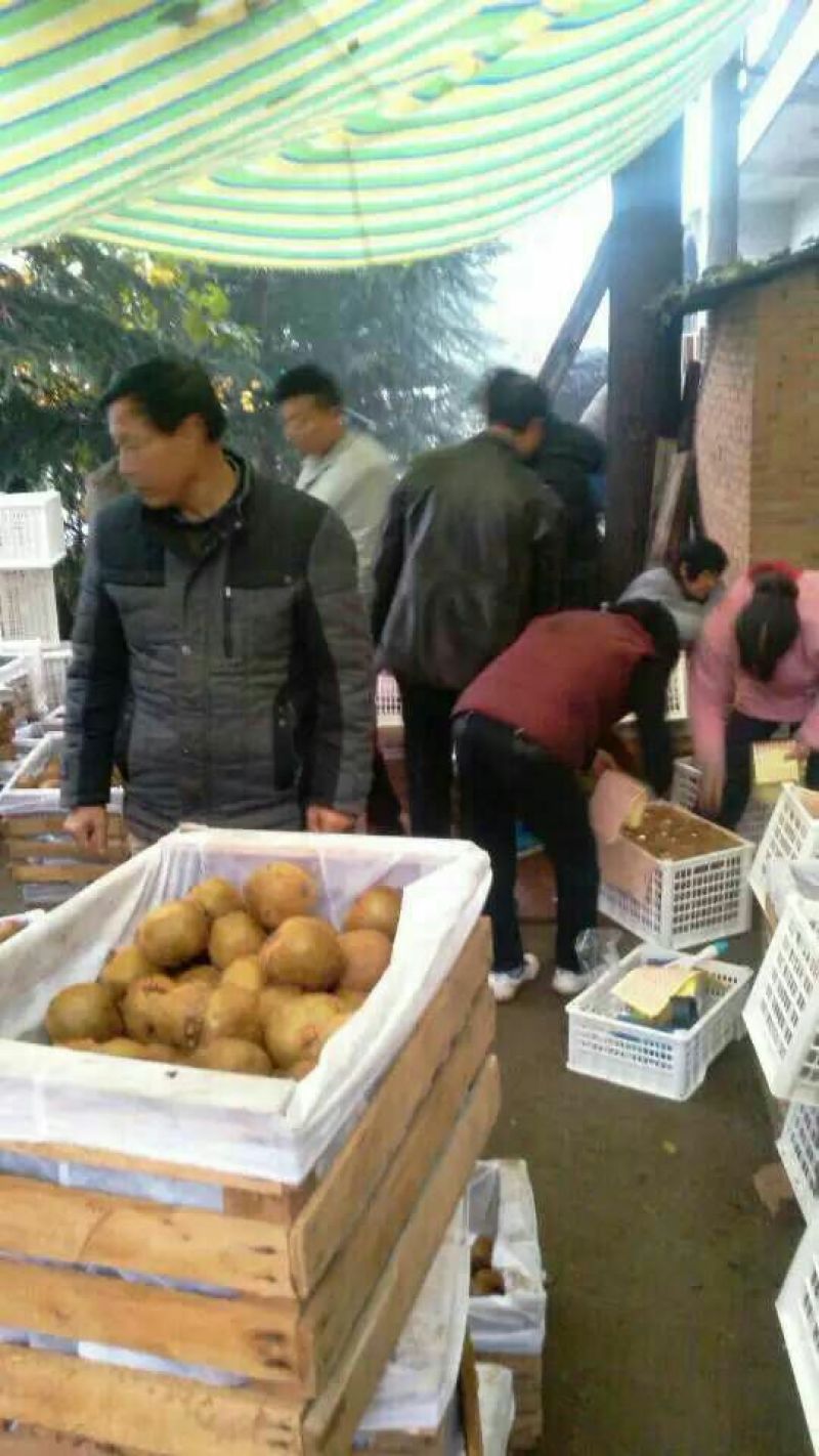 秦美猕猴桃。专业代办各种猕猴桃。货多量大。
