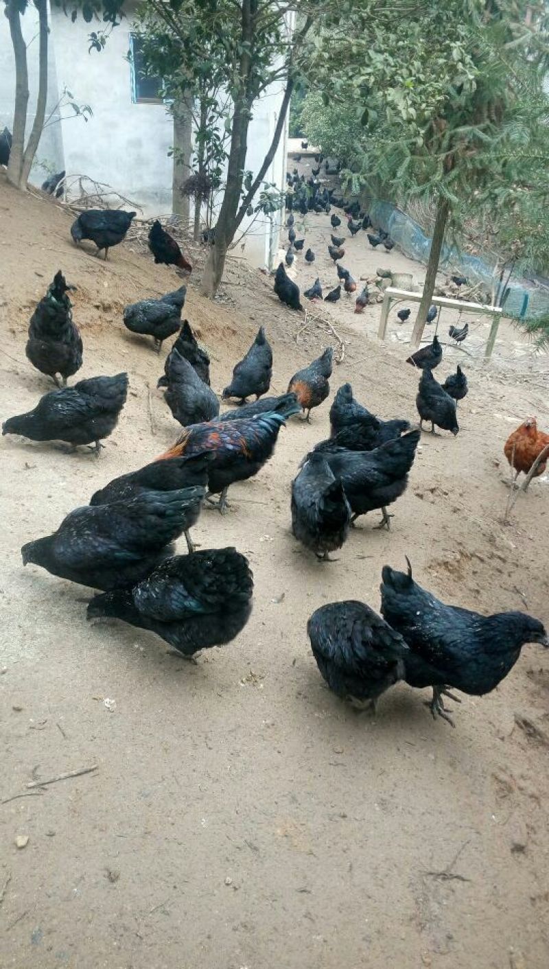 绿壳鸡蛋食用50g以下