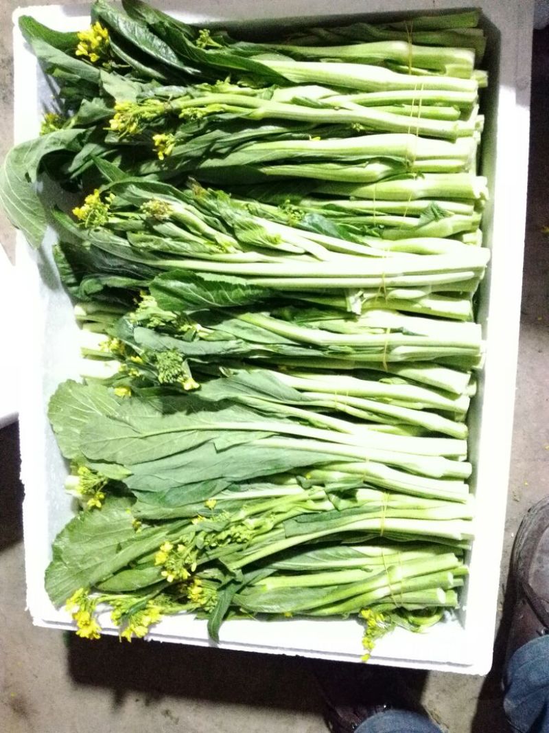 白菜苔30~40厘米